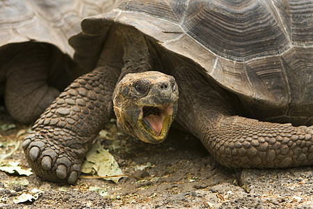 加拉帕戈斯巨龟 地环象环境保护海滩野生动物保护区动物图片
