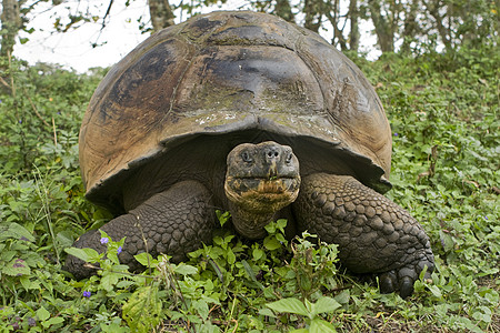 加拉帕戈斯巨龟 地环象动物海滩保护区野生动物环境保护图片