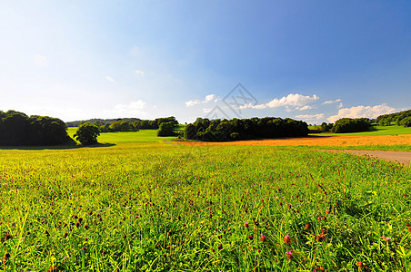 夏季末的田地草地蓝天生长野花农业场地乡村图片