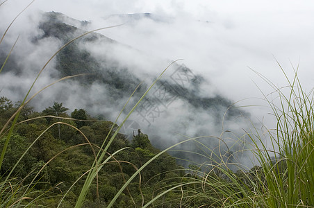 厄瓜多尔云林组织图片