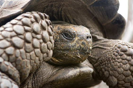 巨型加拉帕戈斯环境保护海滩野生动物巨龟动物保护区图片