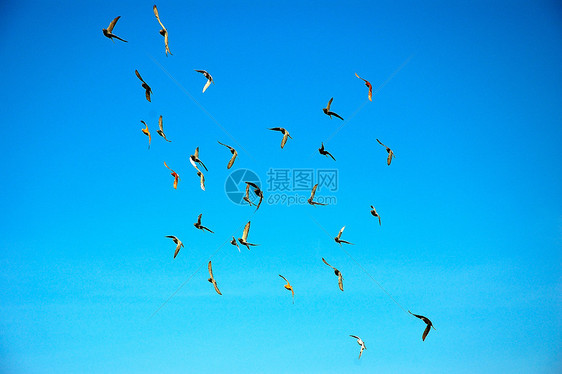飞鹰鸽自由蓝色天空动物鸽子航班火车训练翅膀野生动物图片