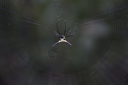亚马逊地区致命毒蜘蛛图片