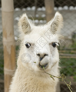 白色的Llama与有趣的外表野生动物家畜主题羊毛动物骆驼原住民卷发农场文化图片