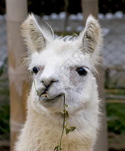 白色的Llama与有趣的外表骆驼羊毛主题卷发野生动物原住民动物文化家畜农场图片