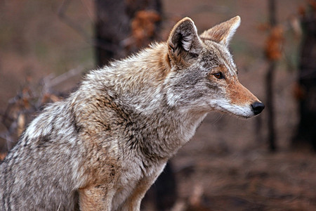 Coyote 加拿大转车动物毛皮野生动物草原捕食者眼睛犬类哺乳动物女猎手荒野图片