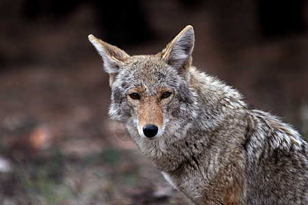 Coyote 加拿大转车荒野眼睛毛皮草原野生动物女猎手犬类哺乳动物大犬捕食者图片