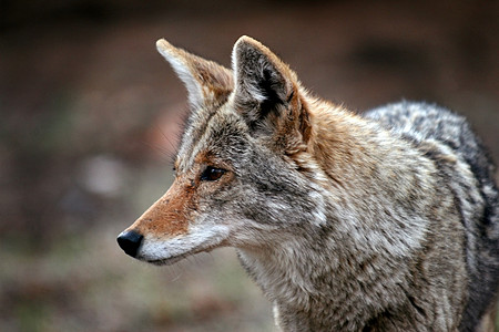 Coyote 加拿大转车野生动物荒野毛皮犬类动物风景大犬猎人哺乳动物捕食者图片