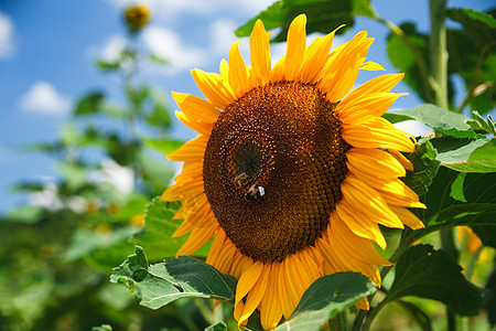 蓝天空上鲜向日葵作为背景宏观草地生长太阳植物学场景植物群晴天阳光植物图片