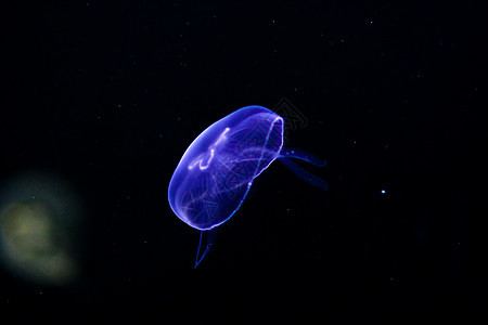 水母水下图象潜水海洋动物风险海蜇游泳生物荒野呼吸管野生动物图片