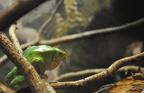 绿树青蛙绿色动物黄色枝条爬虫树枝分支机构图片