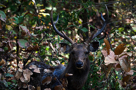 印度Sambar Deer(单色)图片