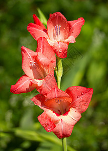 夏雨过后花朵叶子花园粉色绿色植物花瓣图片