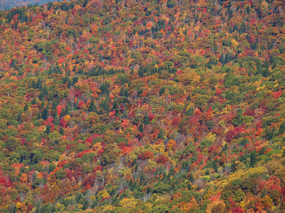 树木叶子黄色山脉森林橙子风景图片