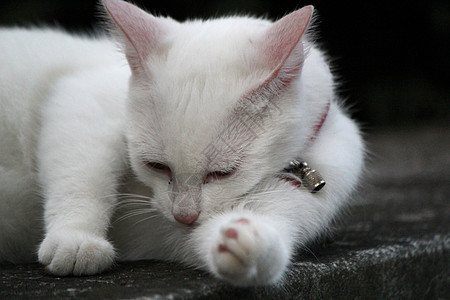 白小猫清洁图片