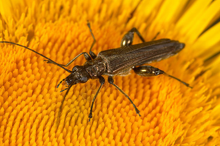 甲虫昆虫野生动物天线宏观动物生活触角黑色荒野腹部图片