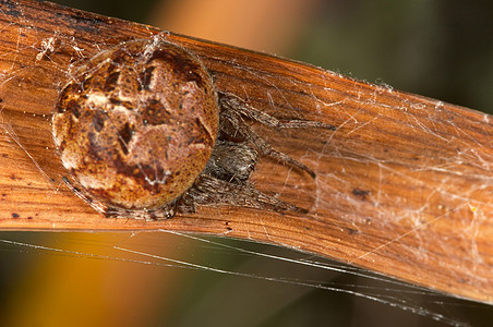 蜘蛛多发性红二棕色绿色野生动物昆虫蜘蛛网漏洞网络蛛形动物捕食者图片