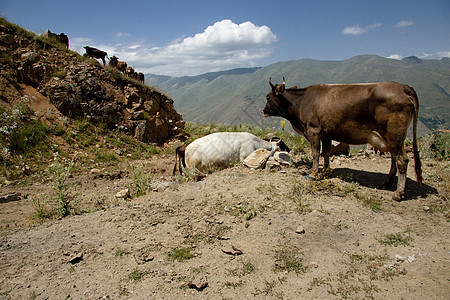 山中的奶牛天空牛奶动物小牛场地喇叭蓝色家畜国家食物图片