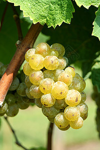 绿夏多纳葡萄食物收成农业藤蔓酒厂葡萄园绿色图片