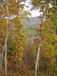 秋季北卡罗来纳州树叶数控分支机构叶子季节森林山脉树木图片