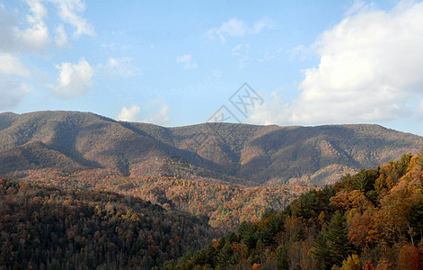 秋季北卡罗来纳州数控季节森林树木树叶分支机构叶子山脉图片
