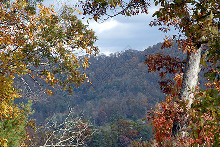 秋季北卡罗来纳州分支机构季节数控树木树叶森林叶子山脉图片