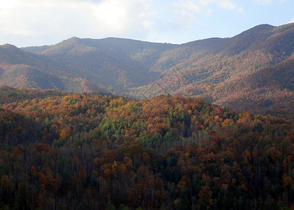 秋季北卡罗来纳州数控树叶森林树木季节叶子山脉分支机构图片
