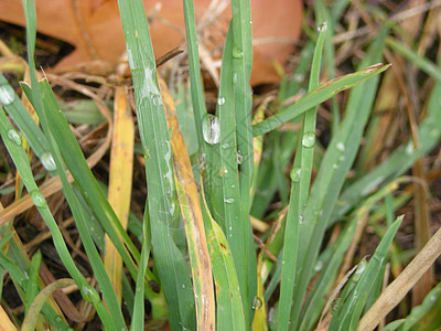 雨后树叶橙色黄色绿色背景图片