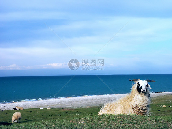 中国青海湖牧场图片