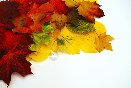 彩色树叶 3图片