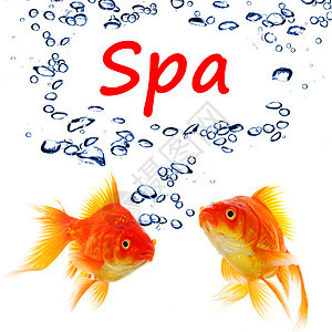 SPA 水疗白色按摩沙龙气泡平衡金鱼动物桑拿健身房洗澡背景图片