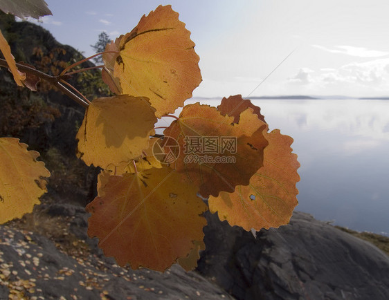 树枝的树枝反射海洋边缘红色天空太阳场景海岸线金子风景图片