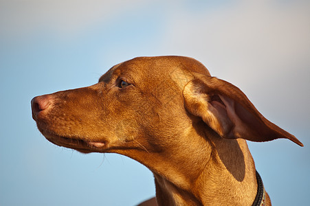 风天的Vizsla Dog指针照片猎狗天空纯种狗水平棕色蓝色犬类宠物图片