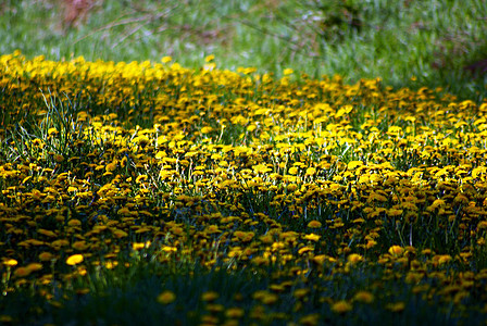 绿色草地上成百上千环境草原木头太阳黄色图片