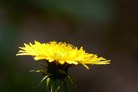 黄色花朵太阳草原木头森林环境棕色绿色图片
