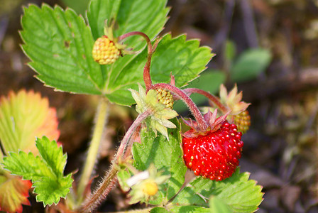 草莓木头绿色太阳草原森林水果红色叶子环境图片