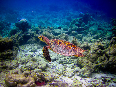 乌龟像飞翔一样游泳蓝色玳瑁旅行潜水爬虫气候生活濒危阳光海洋图片