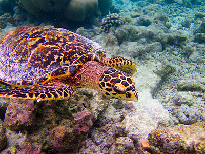 乌龟像飞翔一样游泳蓝色爬虫玳瑁海洋旅行热带生活阳光潜水濒危图片