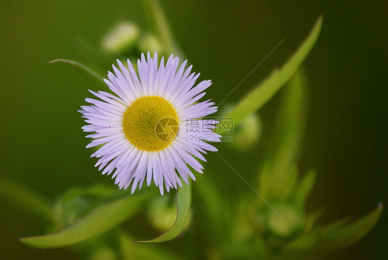 白黄花黄色环境太阳绿色木头白色草原森林图片