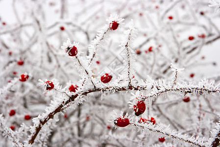 冬天寒意白色冻结衬套植物季节冷藏天气浆果玫瑰图片
