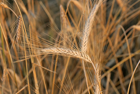 小麦谷物生长食物农村植物场景生产培育粮食国家图片
