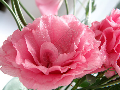 玫瑰花朵花朵绿色粉色花束白色图片