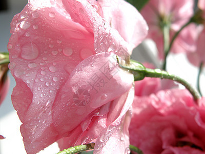玫瑰花朵白色粉色绿色花朵花束图片