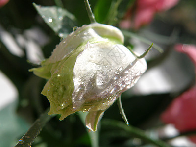 玫瑰花朵花绿色花束粉色白色花朵图片