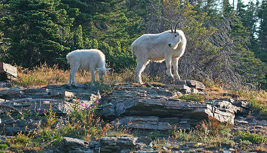 山羊与基德野生动物公园动物冰川哺乳动物羊毛喇叭荒野白色国家图片