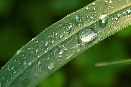 下滴数绿色植物群宏观露珠露水树叶水滴环境花园雨滴图片