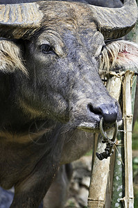 水牛城脸野生动物男性乡村农村黑色农业动物荒野眼睛食草图片