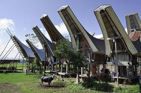 Toraja农村家庭图片