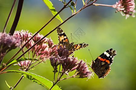 阳光明媚的夏日花园中的蝴蝶图片