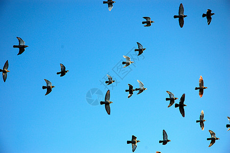 飞鹰鸽旅行火车蓝色灰色自由动物天空鸽子翅膀训练图片